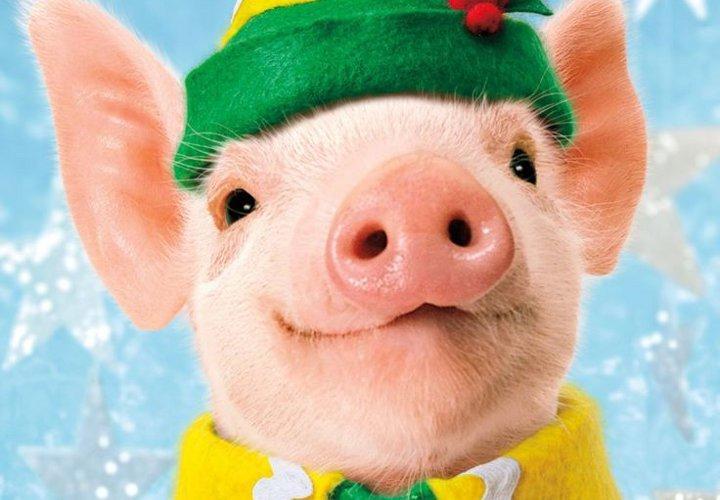 Поздравление С Новым Годом 2021 От Свинки