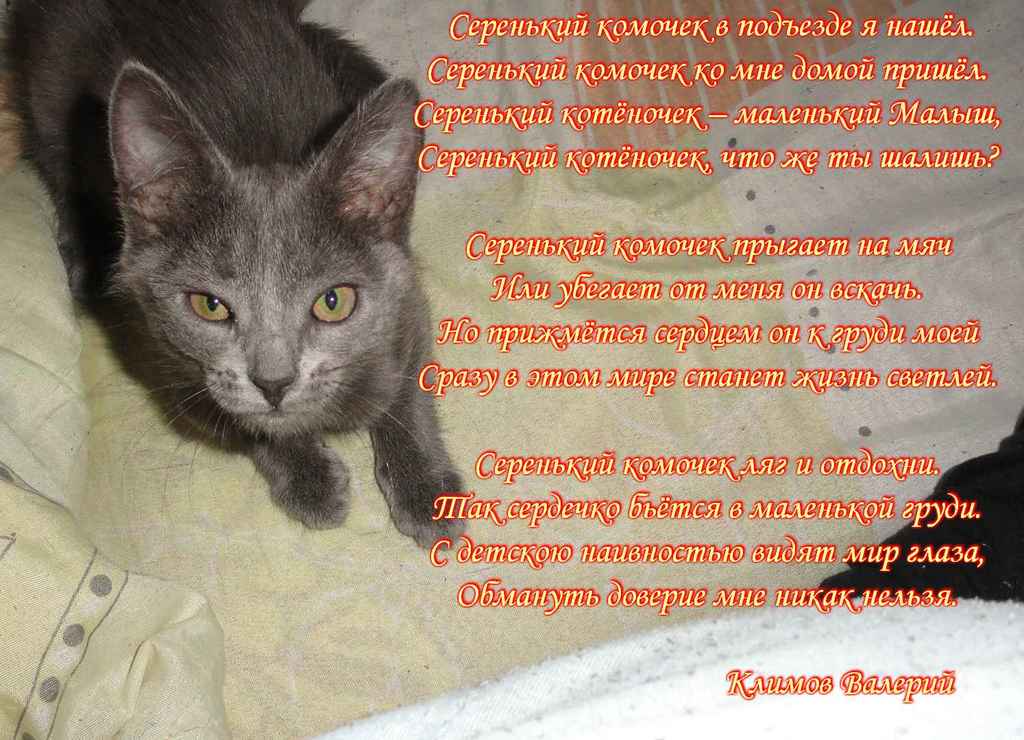 Прикольные стихи к подарку кошка 39