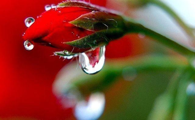 Плачет цветок фото Плачет цветок фото