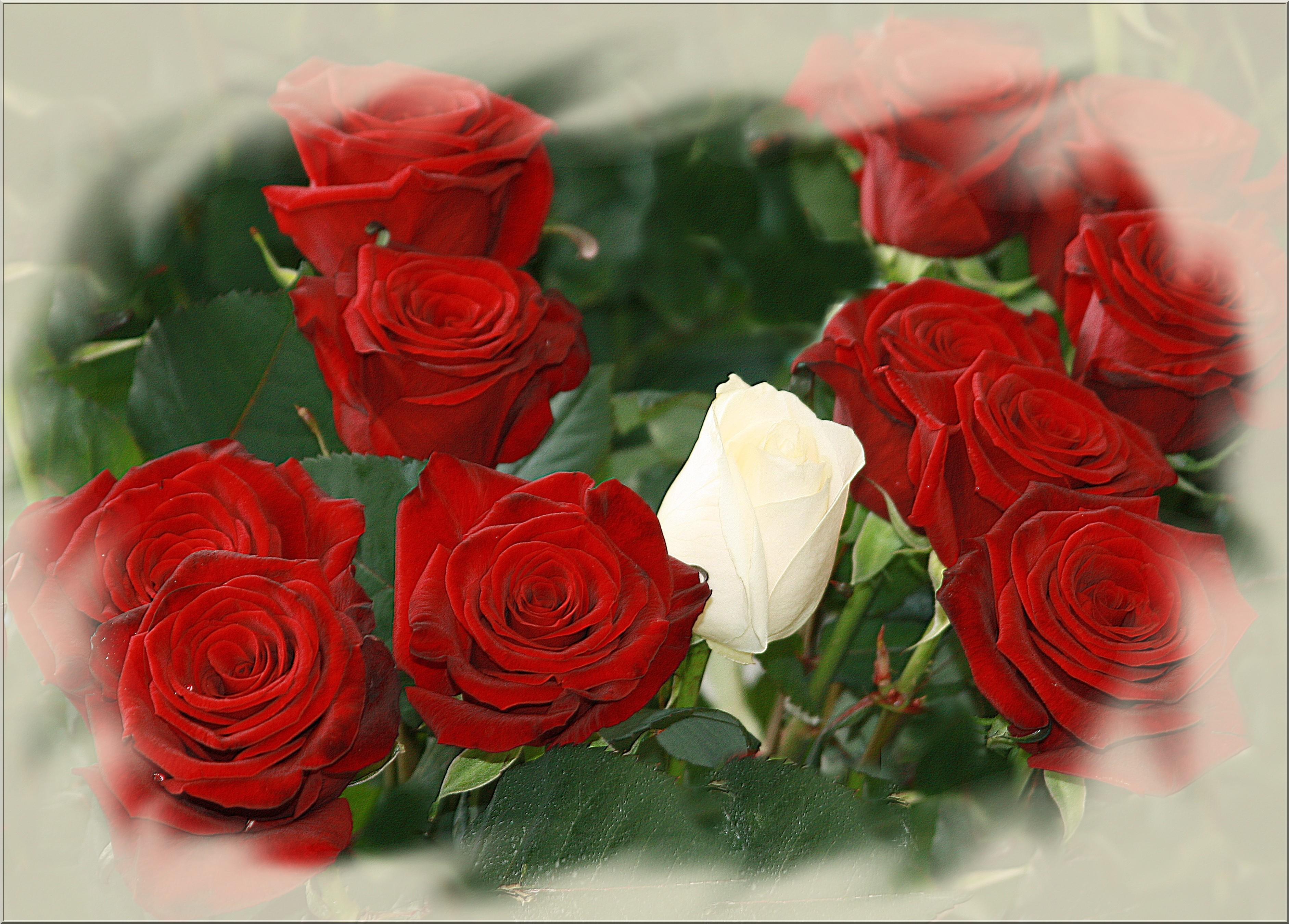 Очень Красивые Розы Для Поздравления