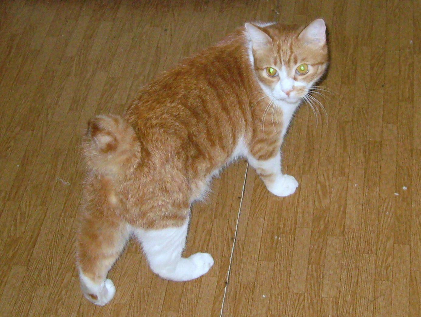 # И СНОВА КОТИКИ:)