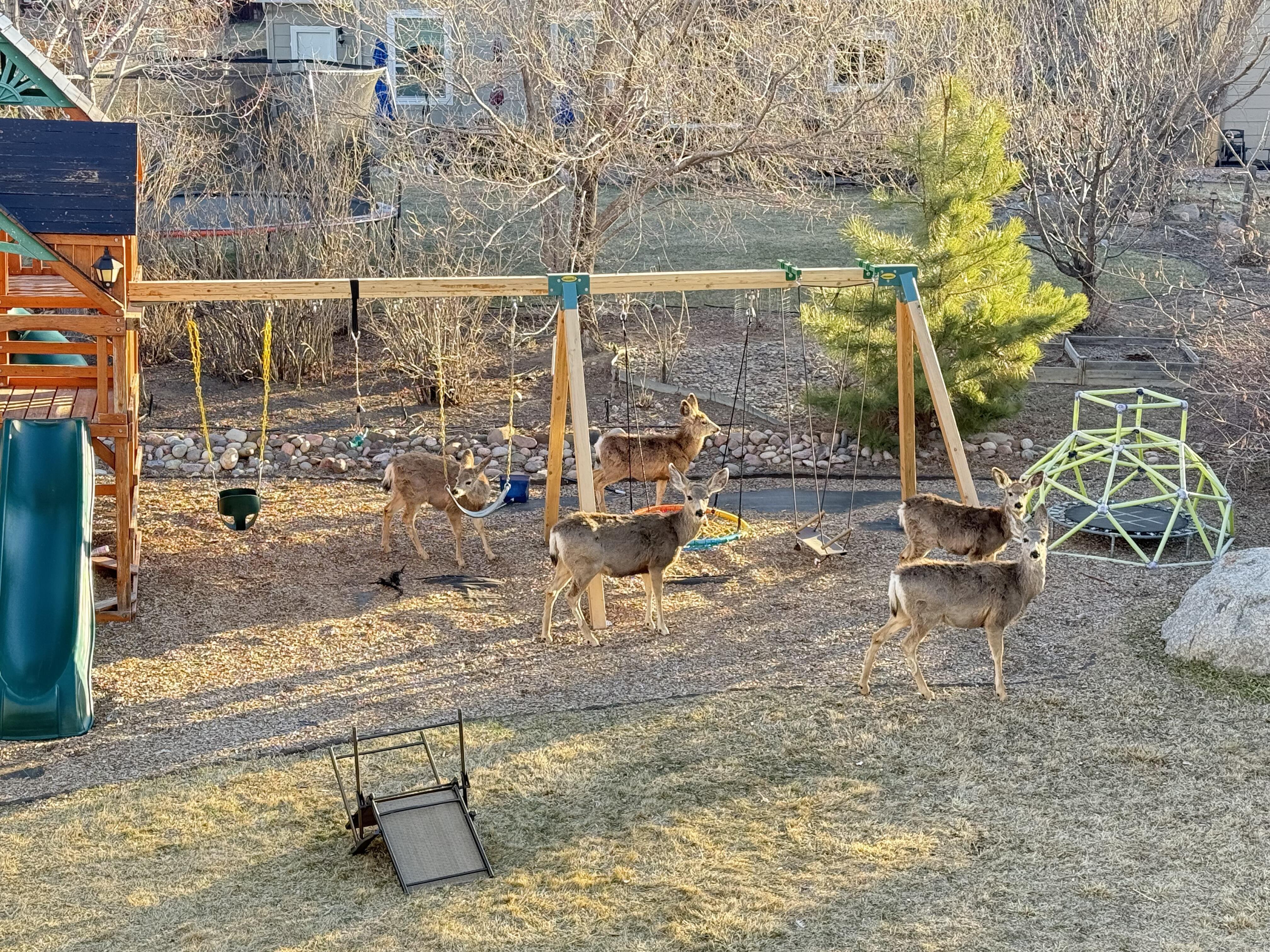 Весна на заднем дворе