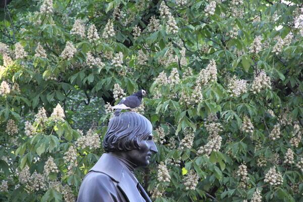 Гоголь и голубь