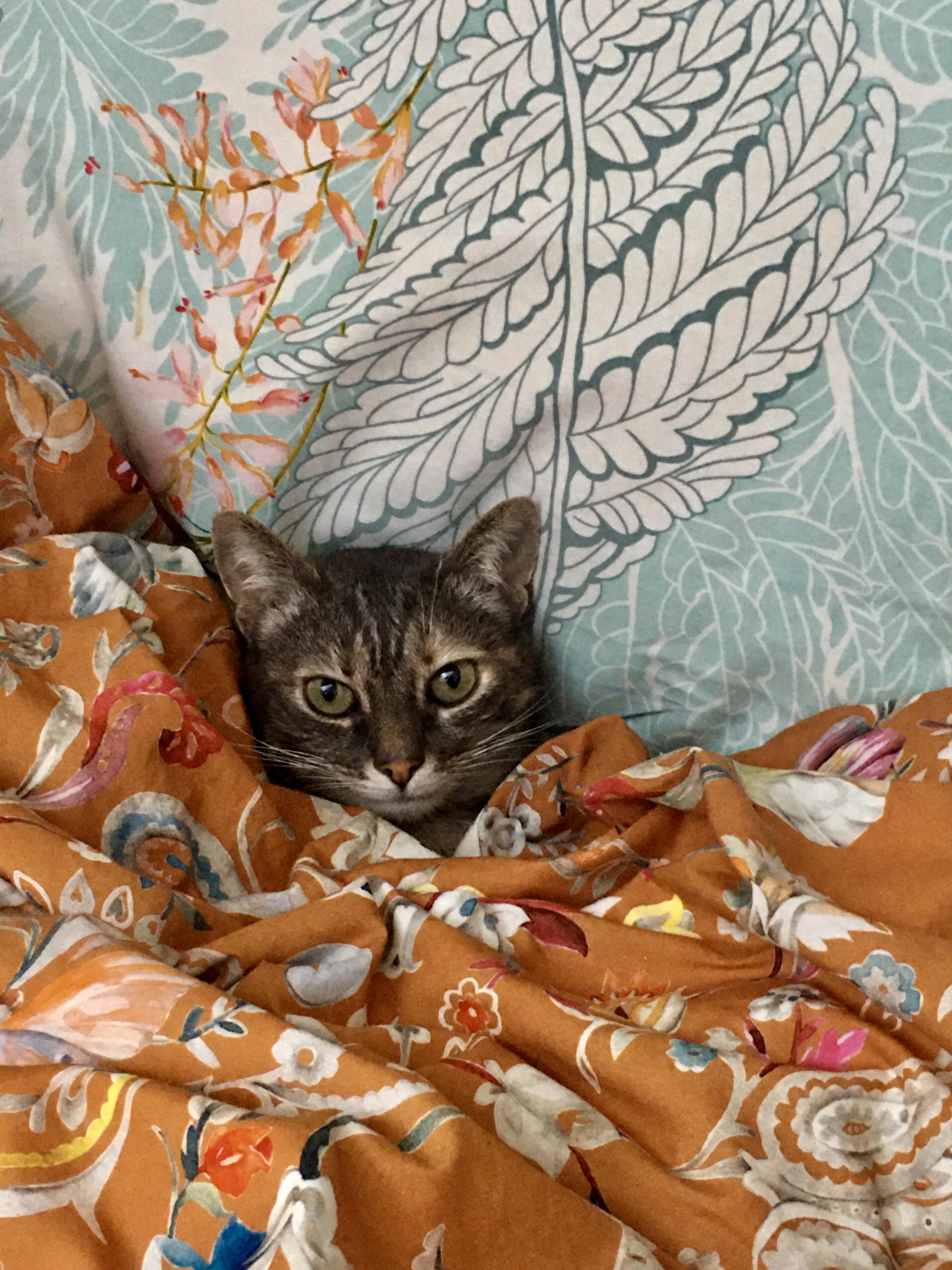 НЕМНОГО КОТИКОВ В ЛЕНТУ — О ПРОЩЕНИИ