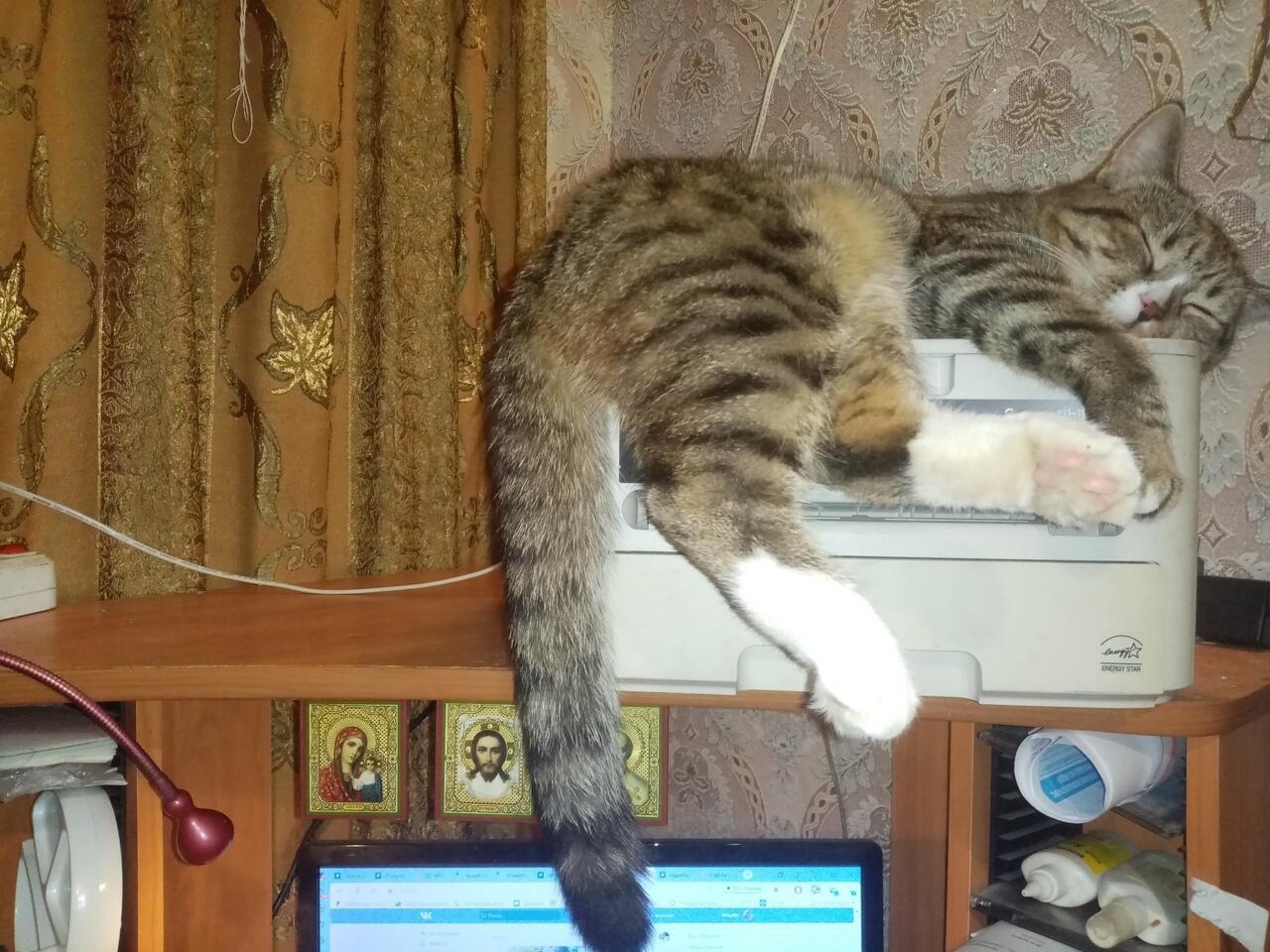 Барсик свалился