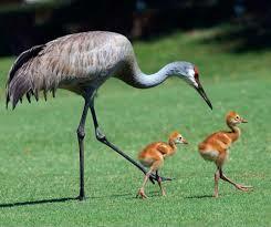 Беру паузу.