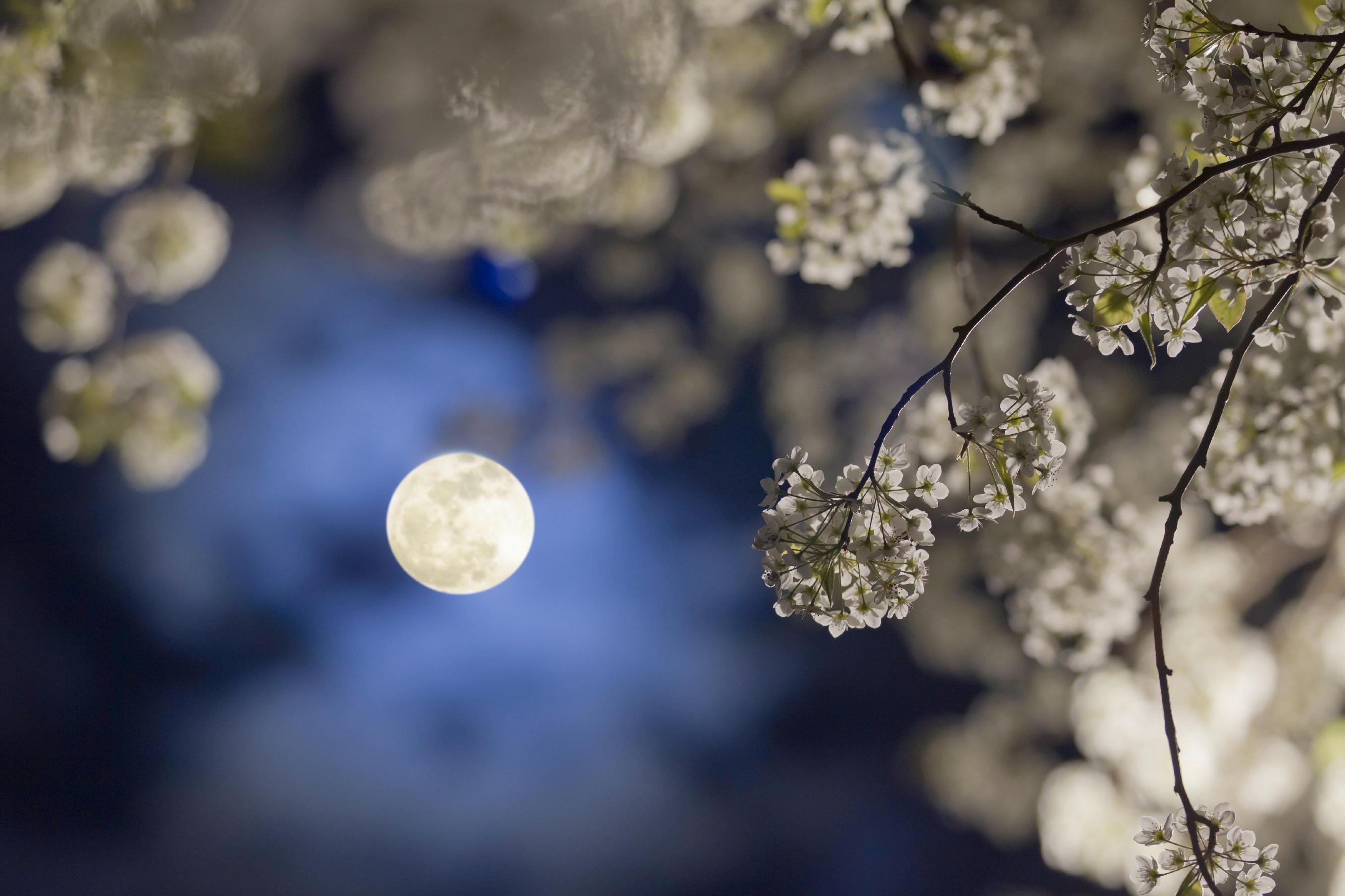 Весенняя ночь. Ночь Весна. Ночь весной. Луна и цветы.