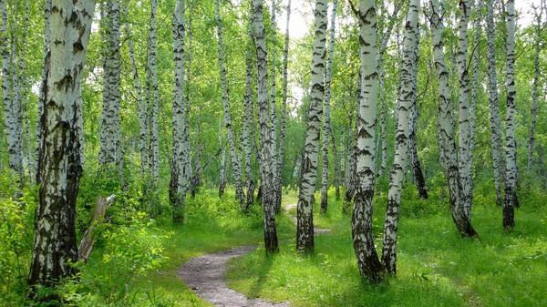 Белые березы Родины моей