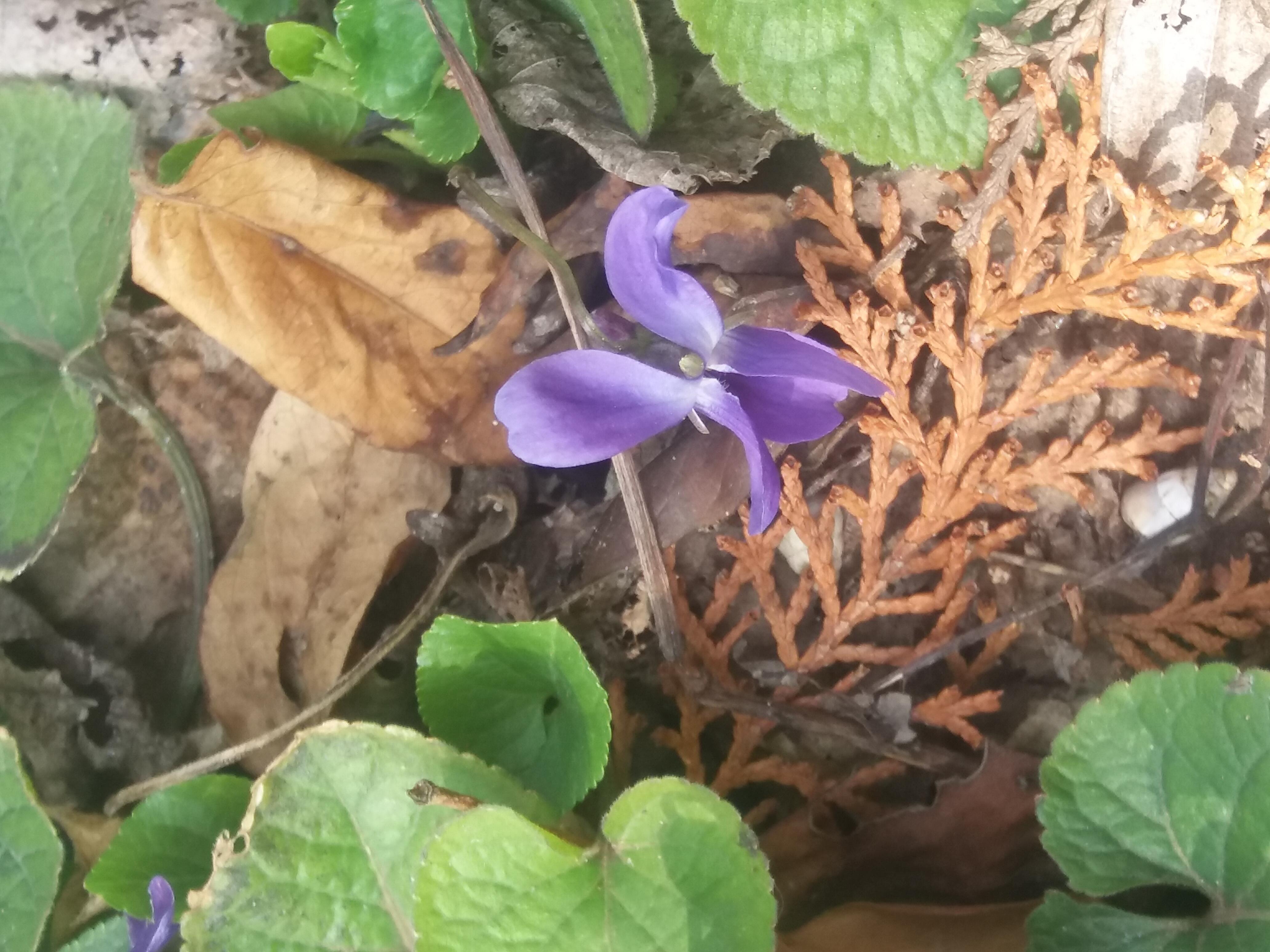 Уважаемые авторы,