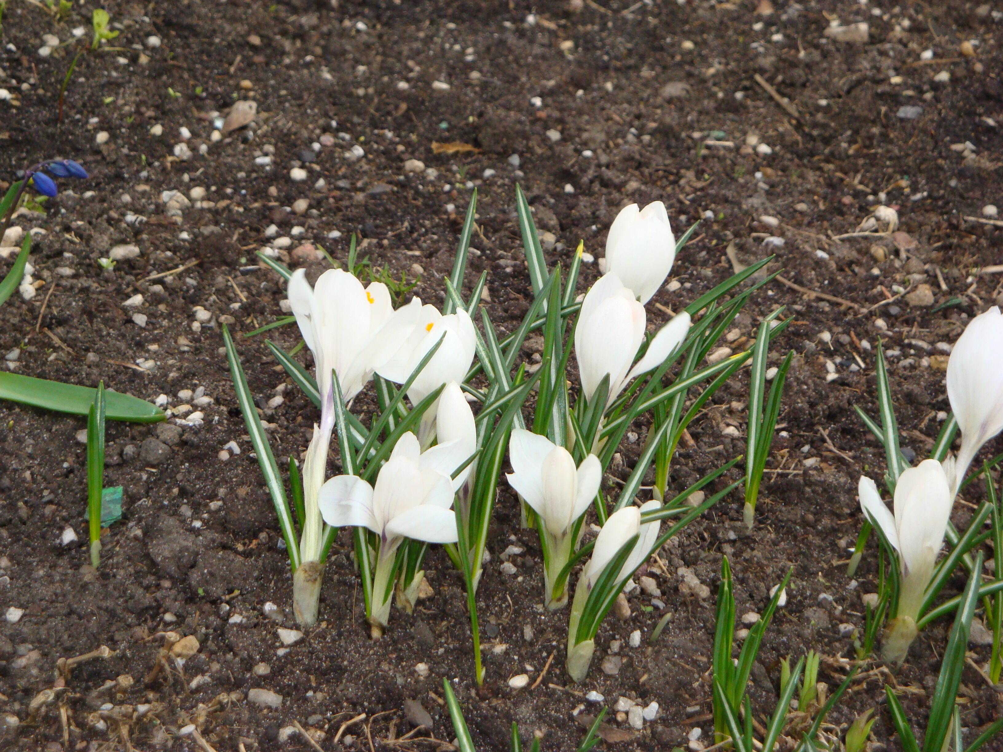 Героиня викторианской эпохи