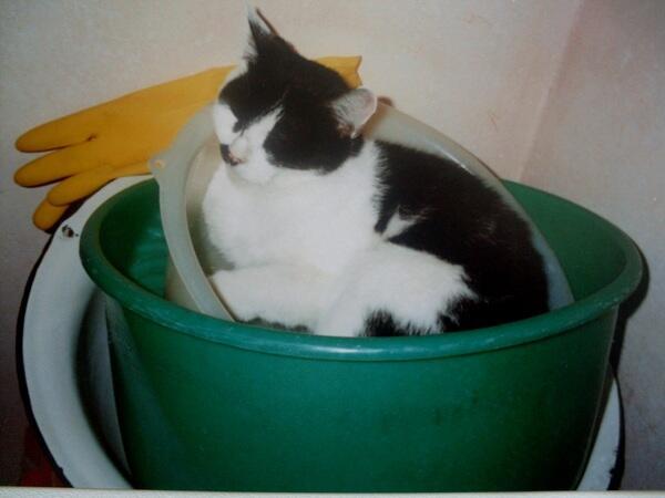 Котиков много не бывает - Киса