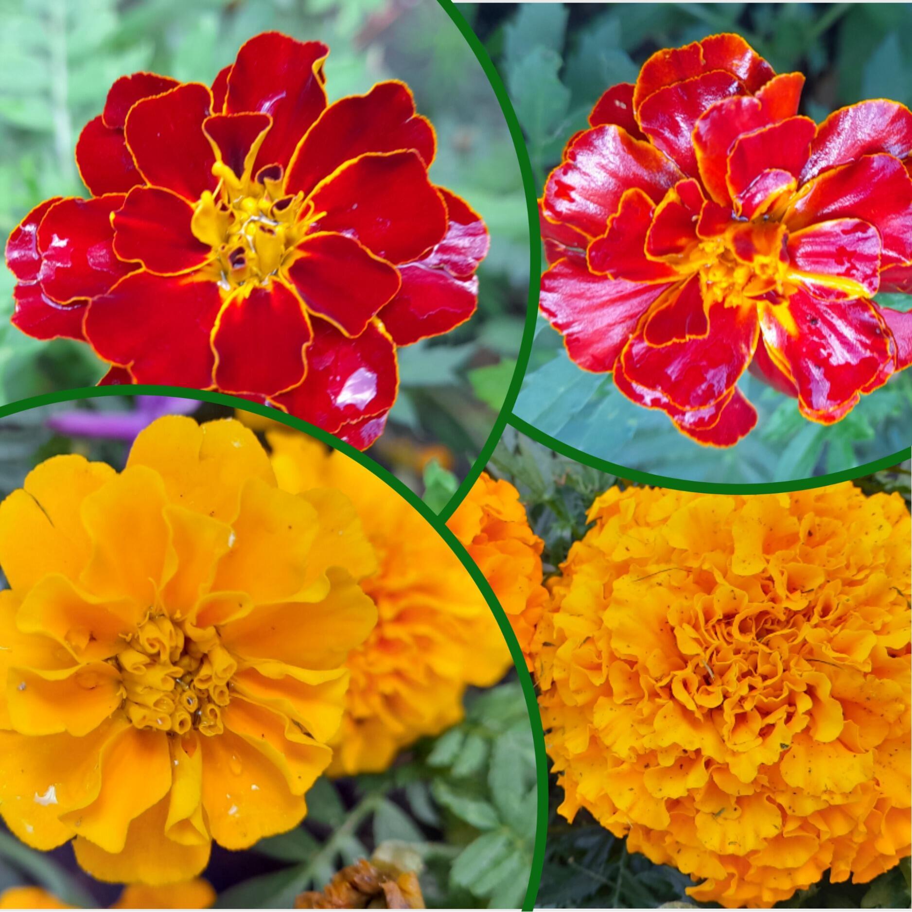 Tagetes