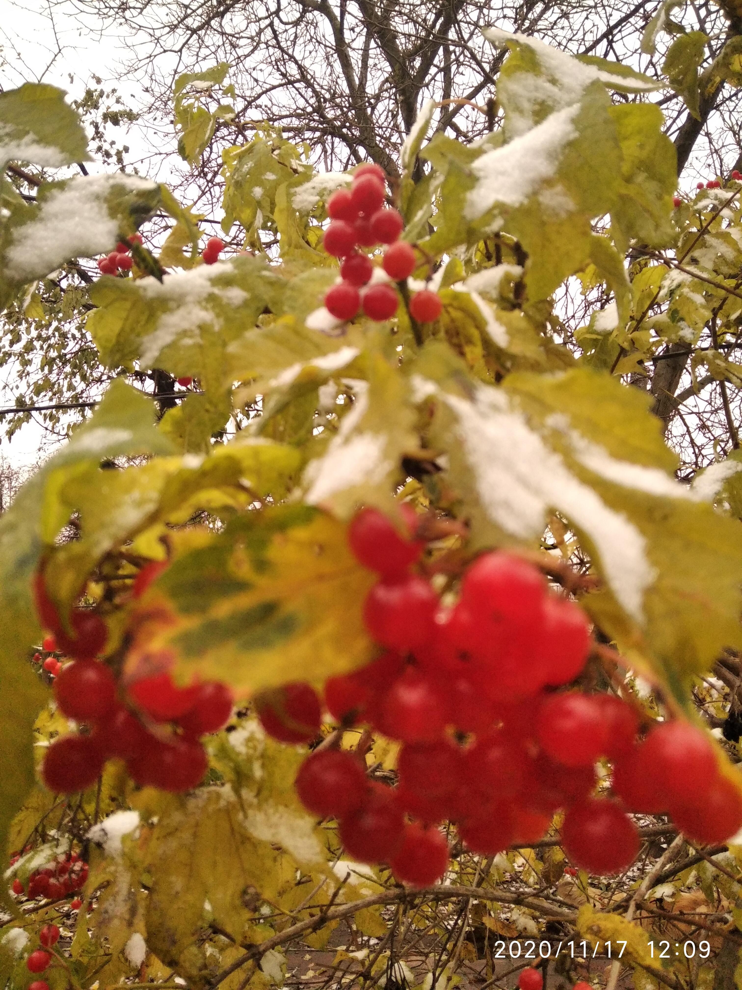 Сніжно-калинове