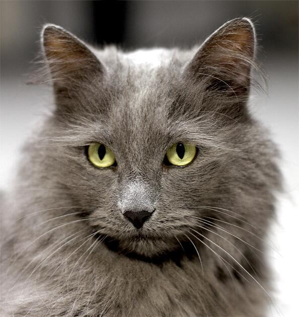 Айфон помнит всё