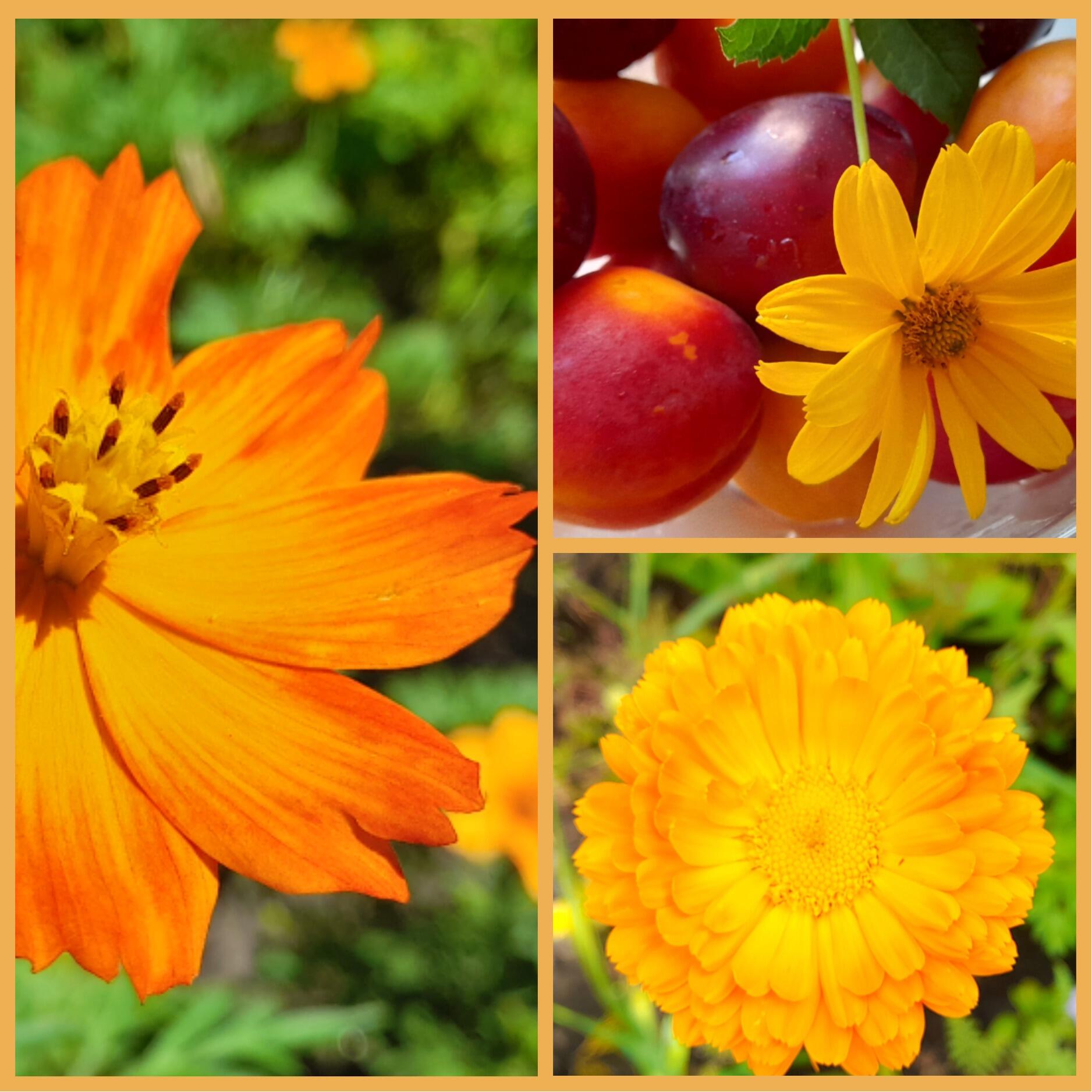 Король Оранжевое Лето