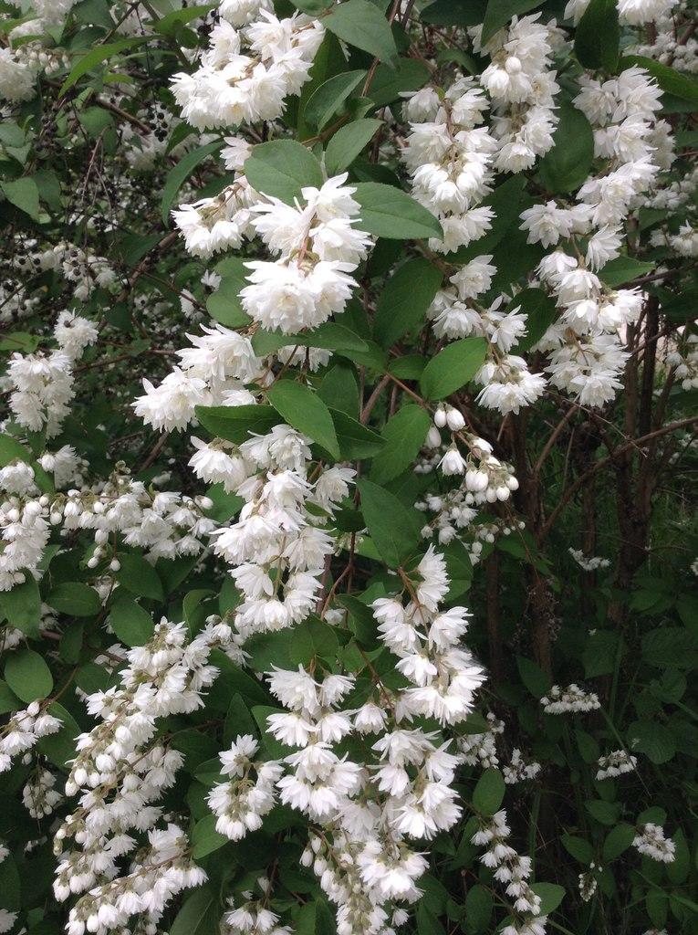 Значение цветов... для информации