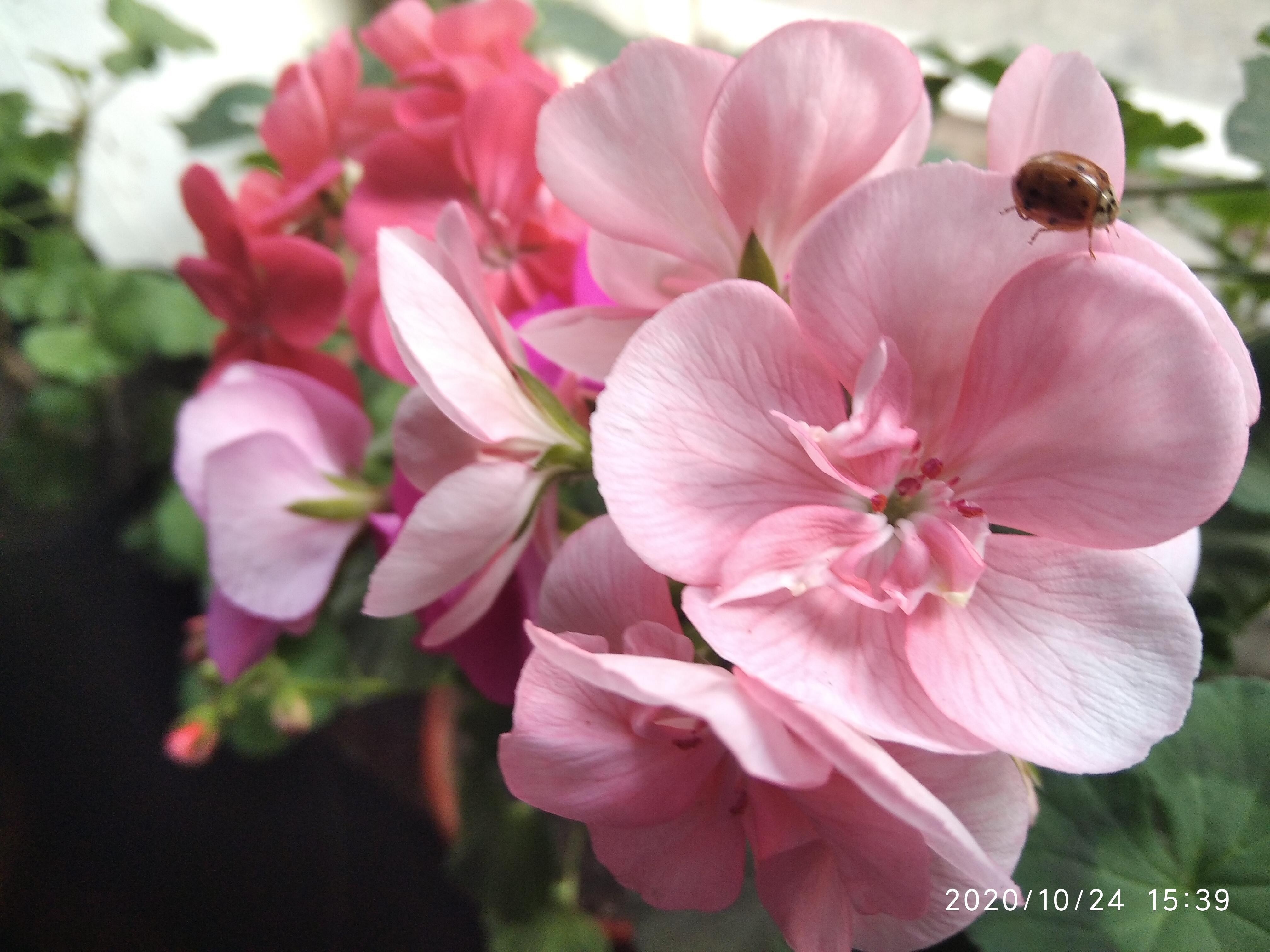 Милое сердцу