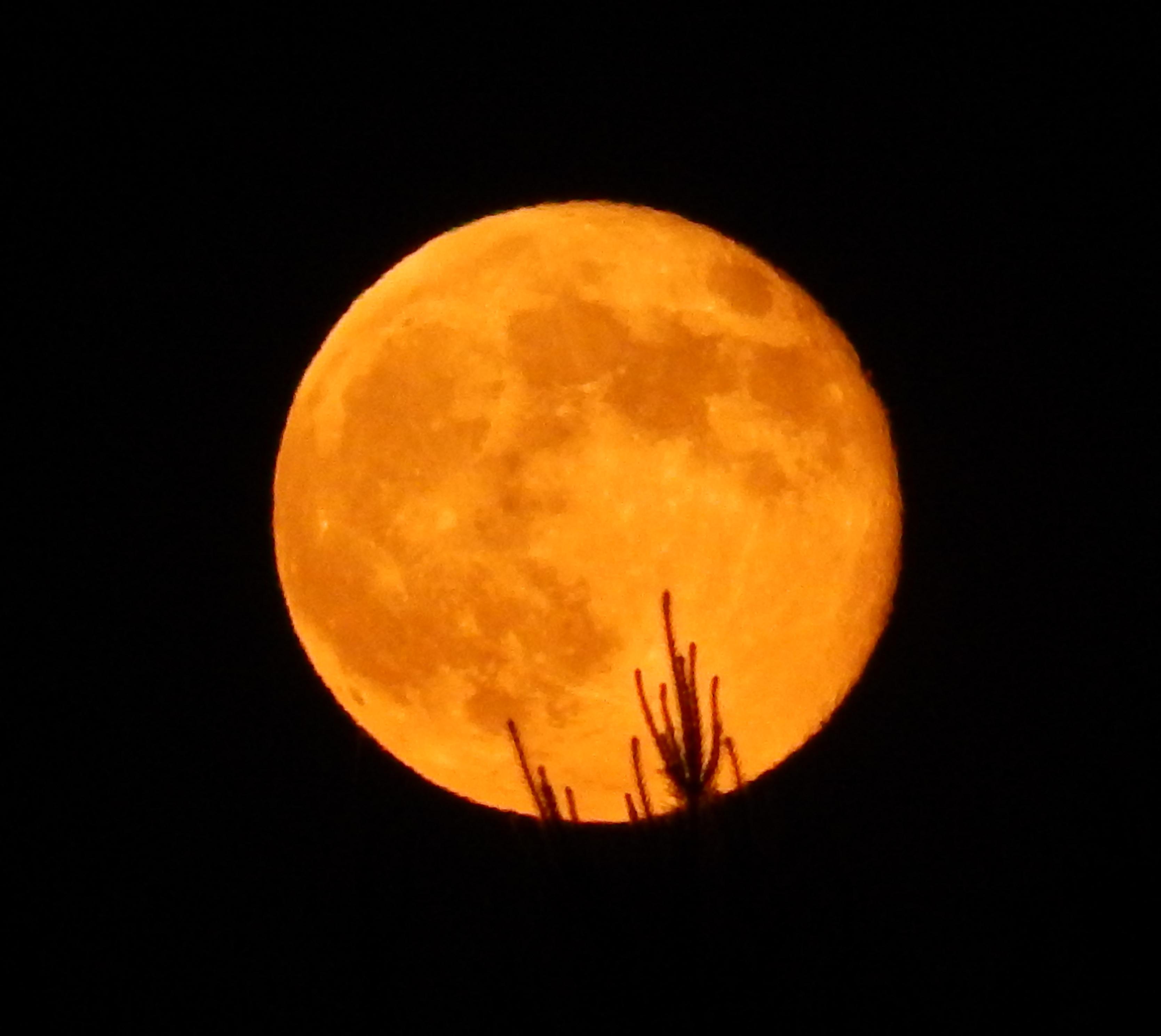 Большая оранжевая луна. Желтая Луна. Оранжевая Луна. Полная желтая Луна. Яркая Луна.