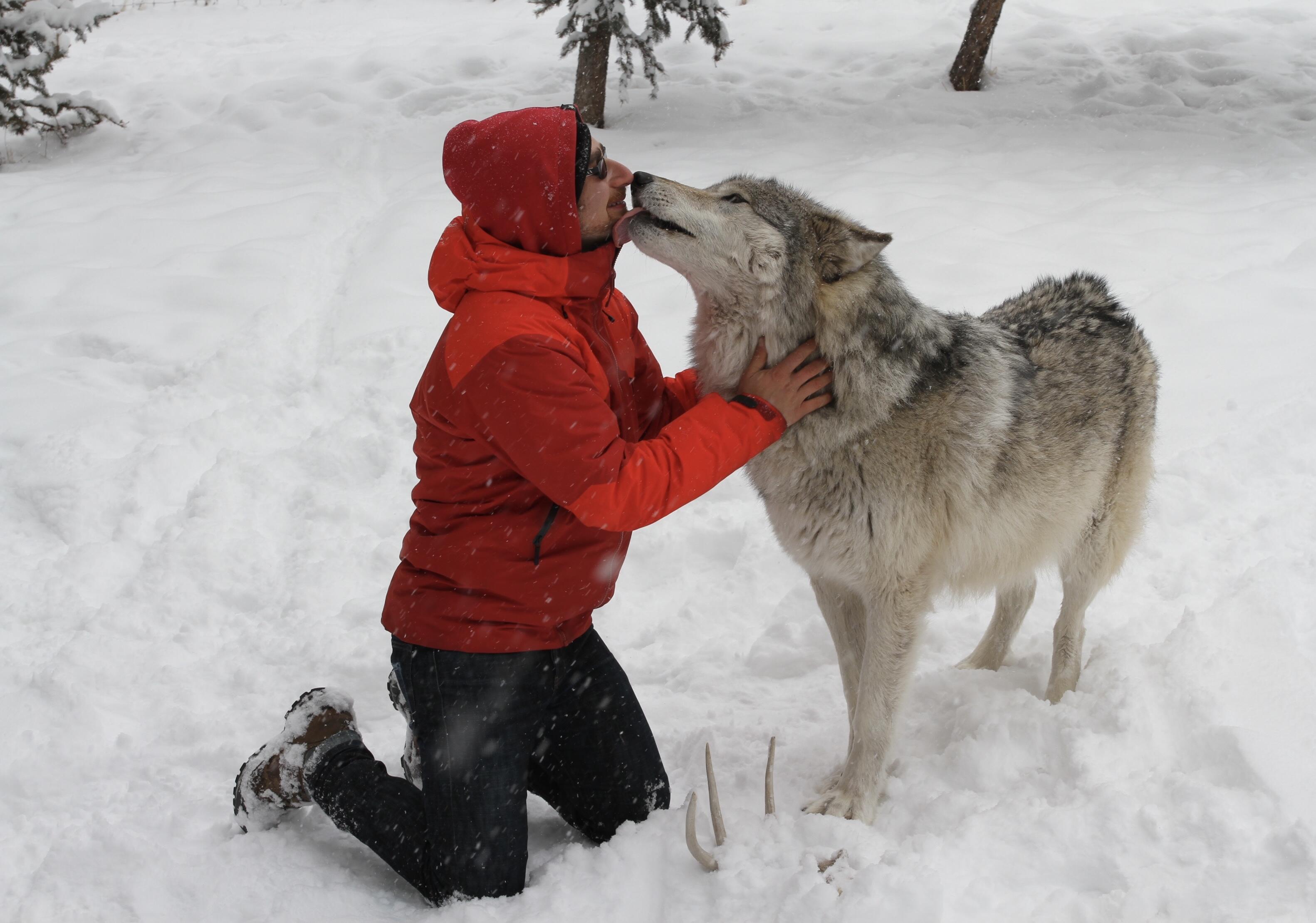 Не кричи: «Волки!»…