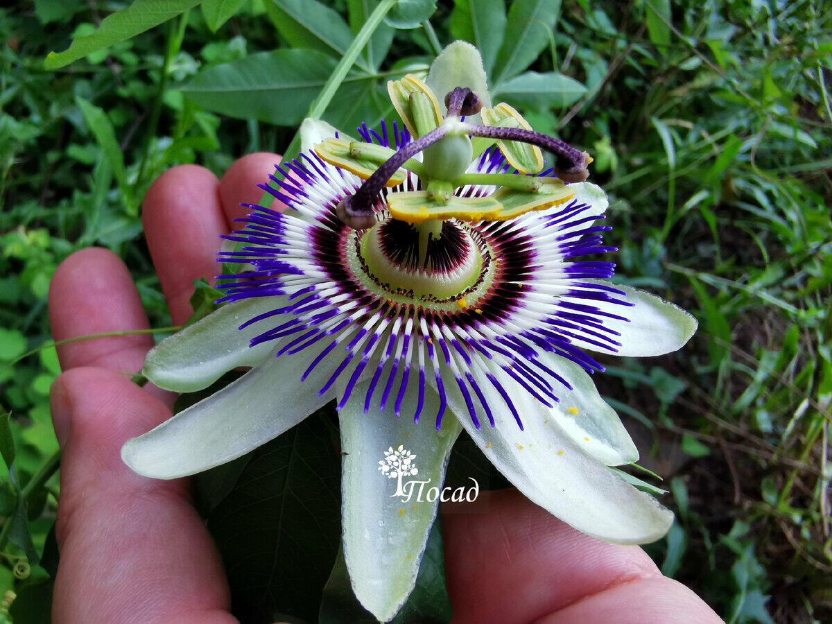 В Ялте расцвела редкая экзотическая пассифлора