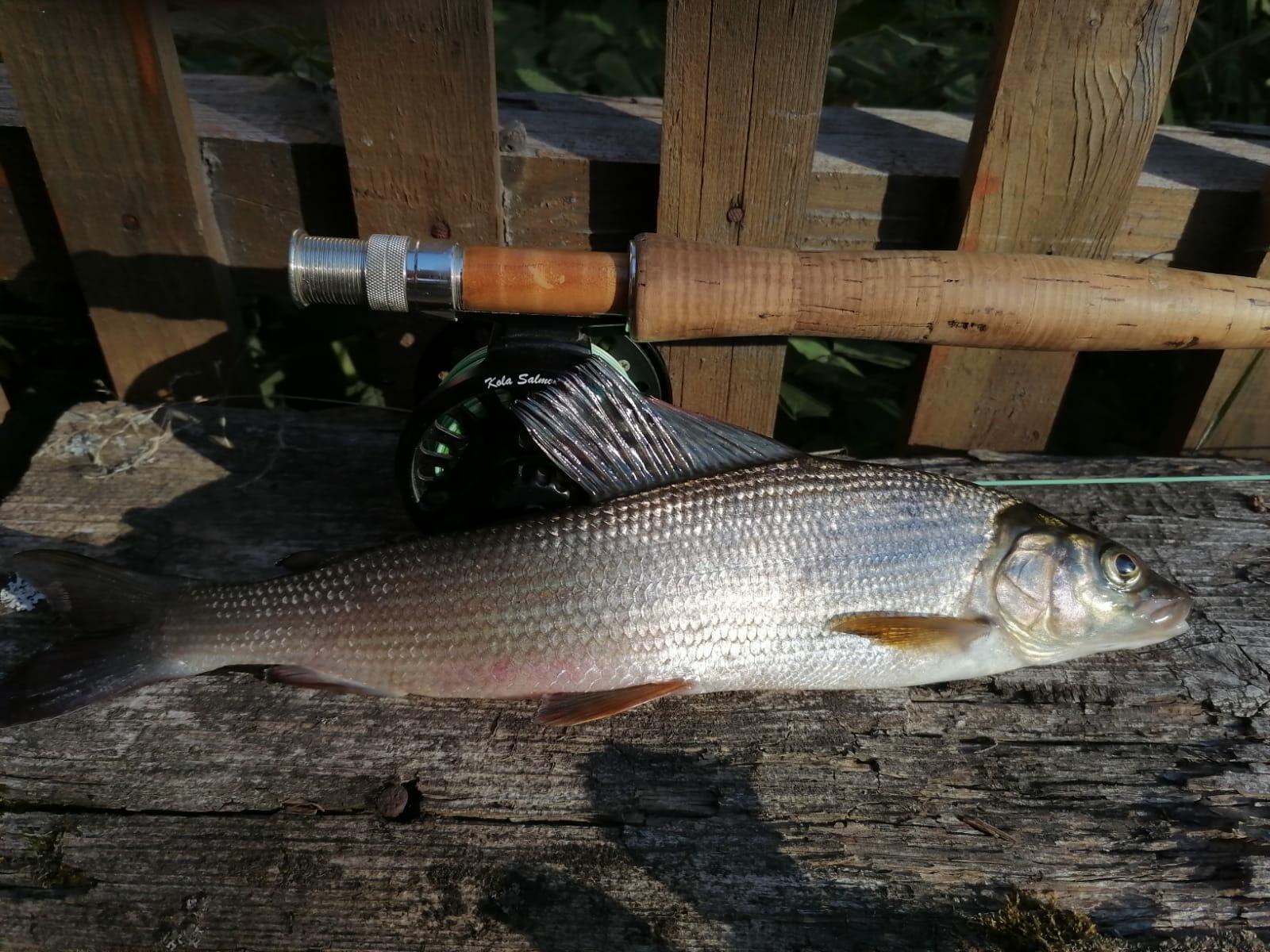 Воскресный хариус