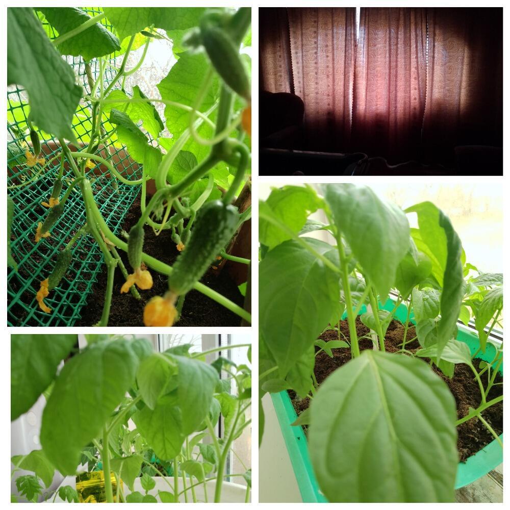 День номер пять или