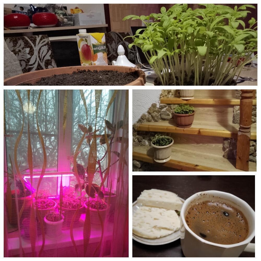 День пикировщика