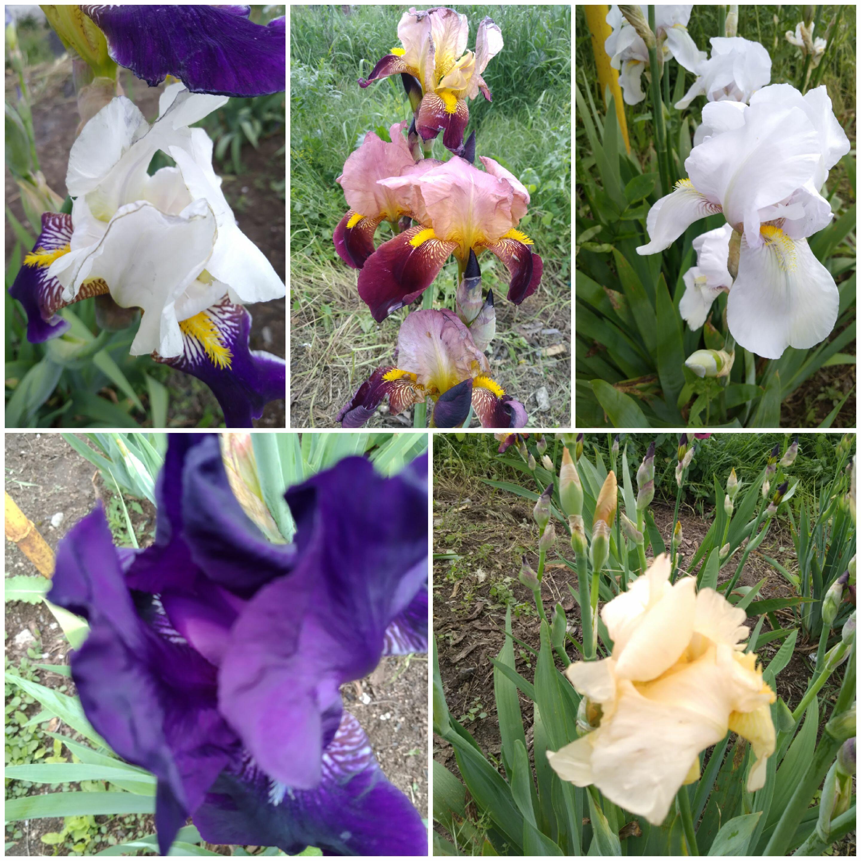 Бородатые ириски