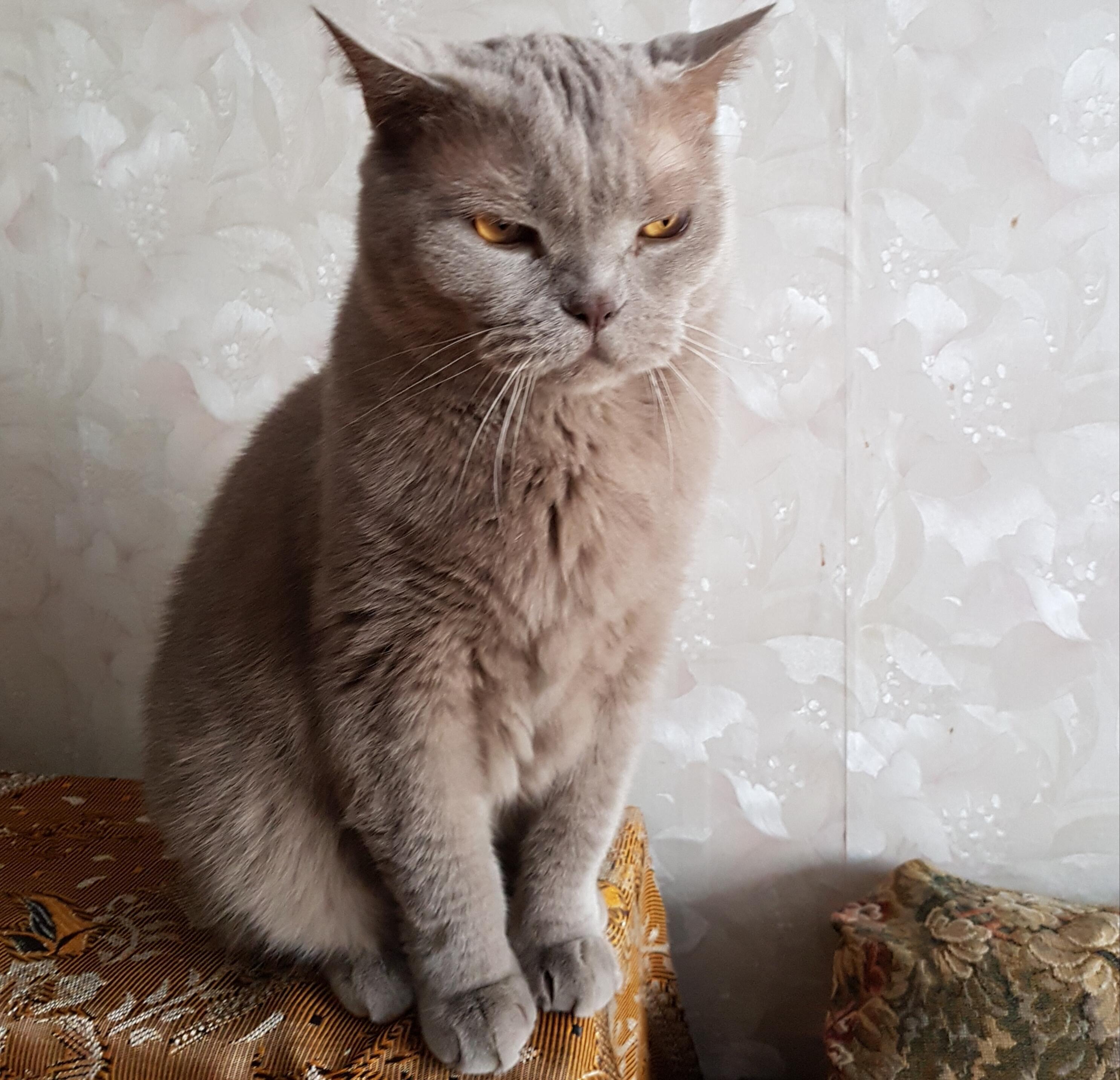 Котомартовское