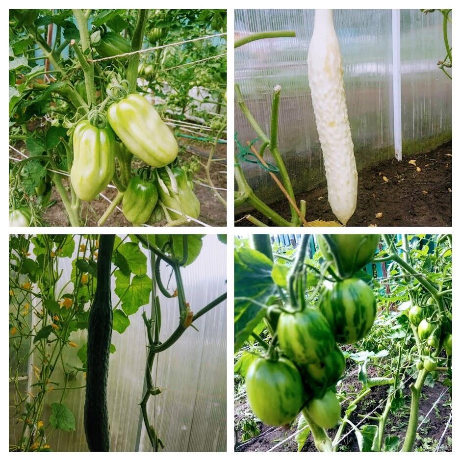 Предвкушая новый урожай!