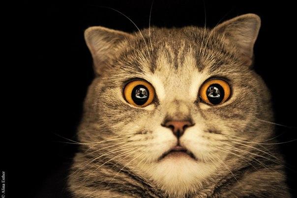 Ешё одна очень трагичная история