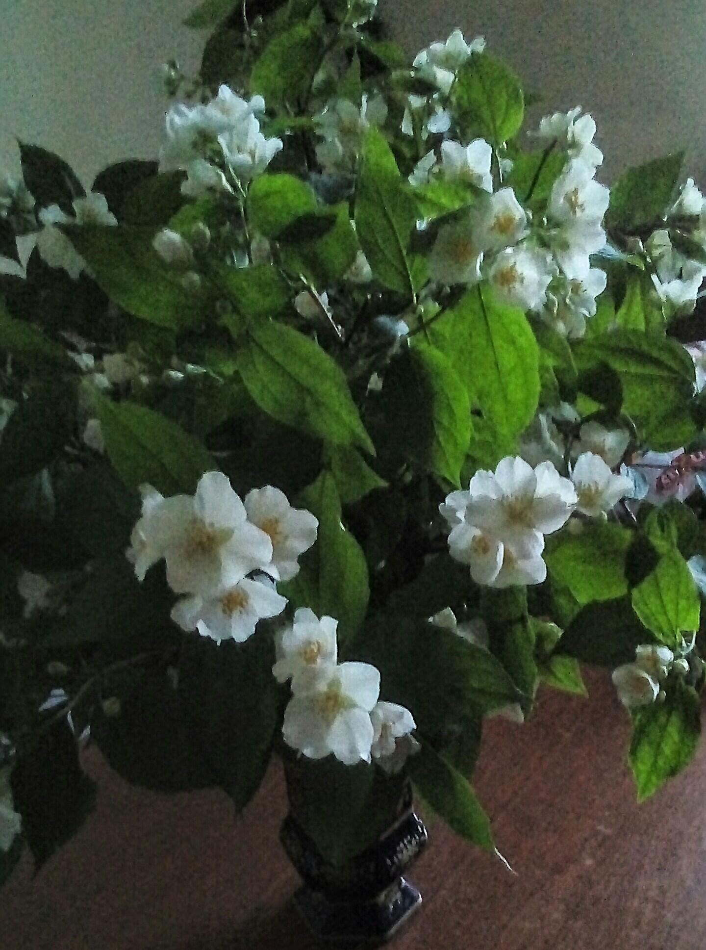 Филадельфус