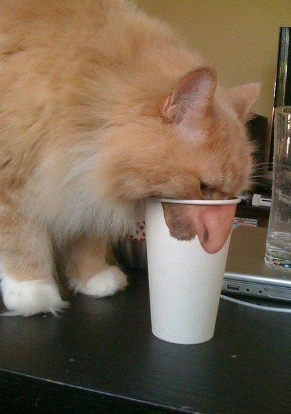 Парнас дыбом - 4