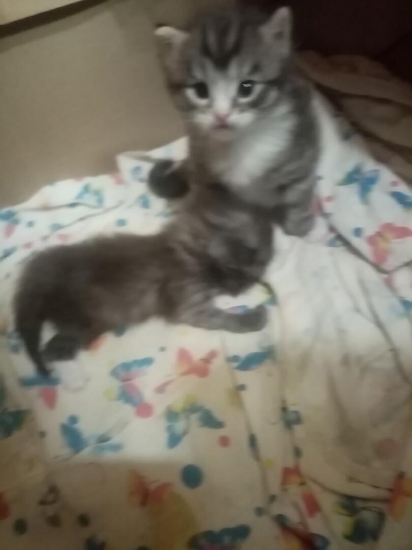 #Помогите Котёнок