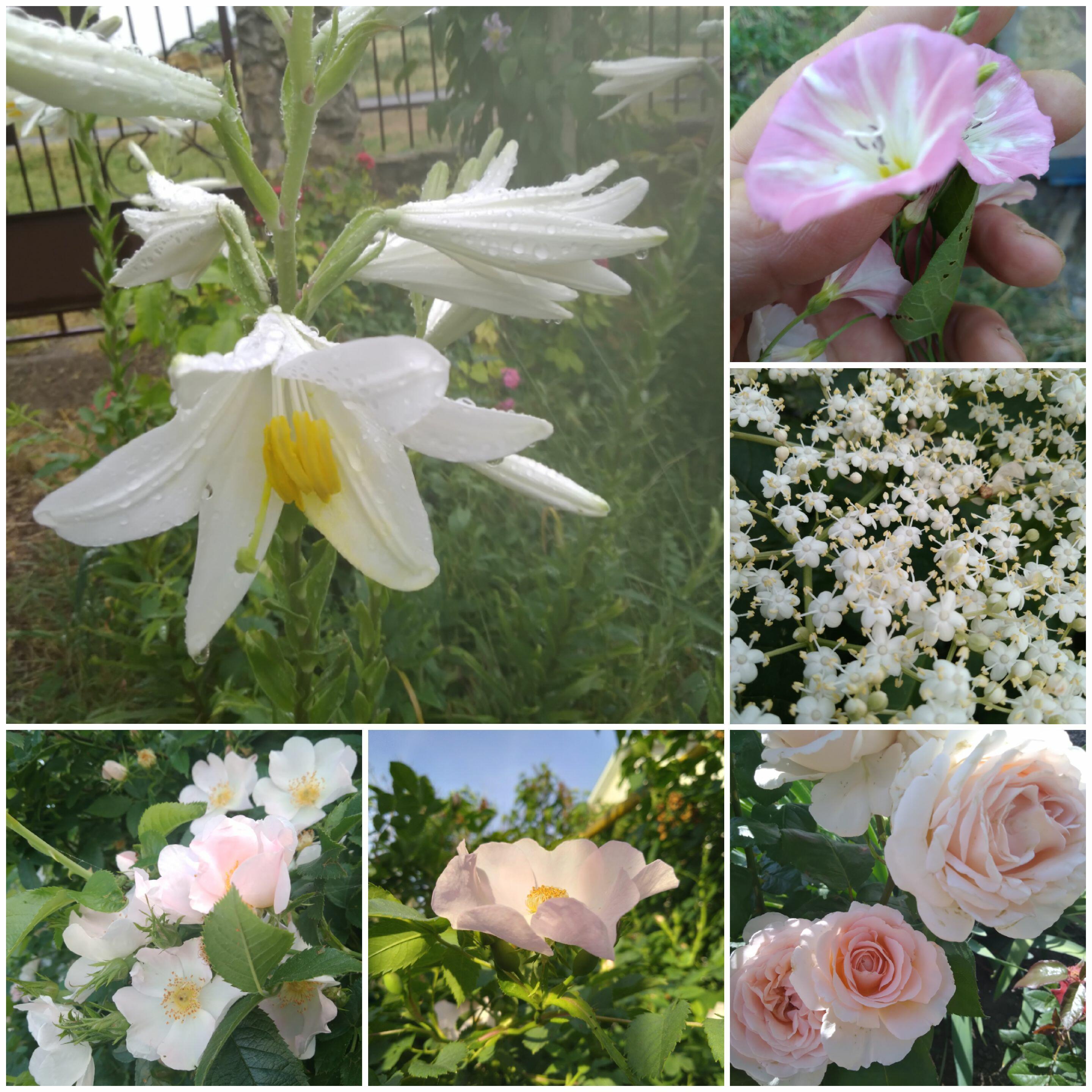 #нежное/июньское