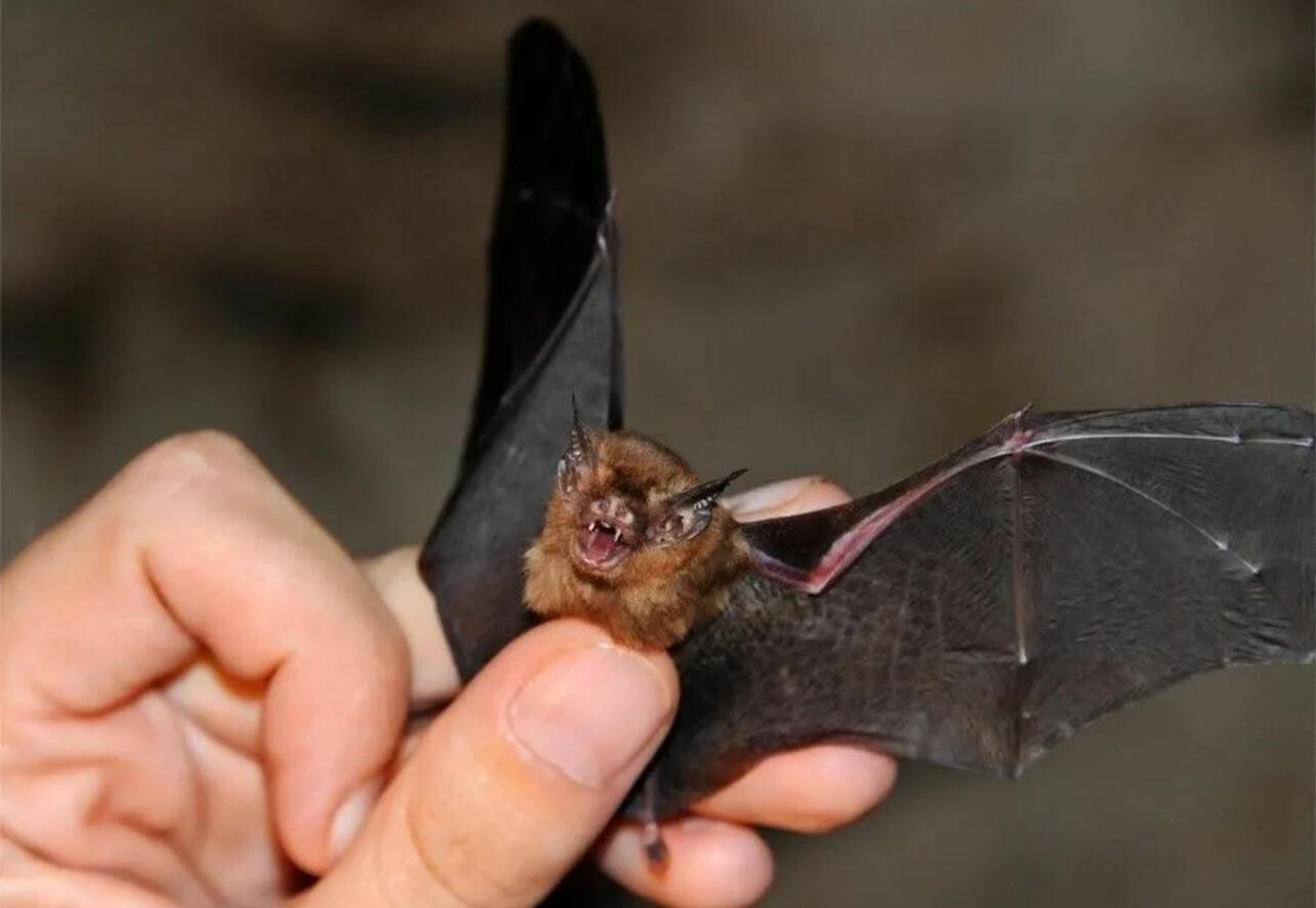 Ужас, летящий на крыльях ночи?