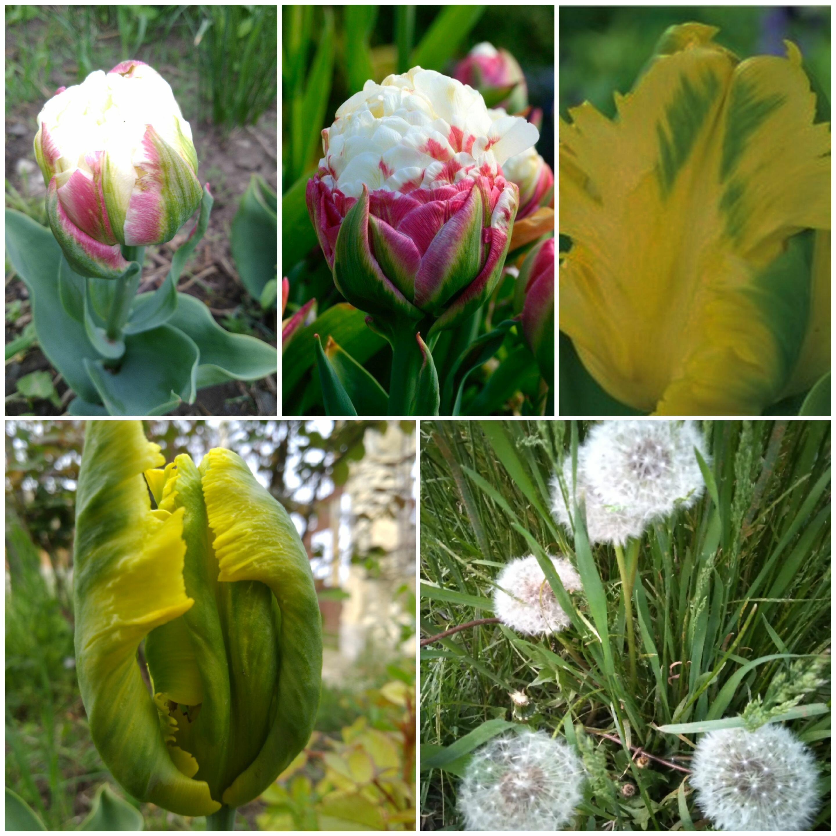 про фильдеперсовые баретки