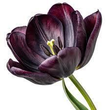 Черный тюльпан