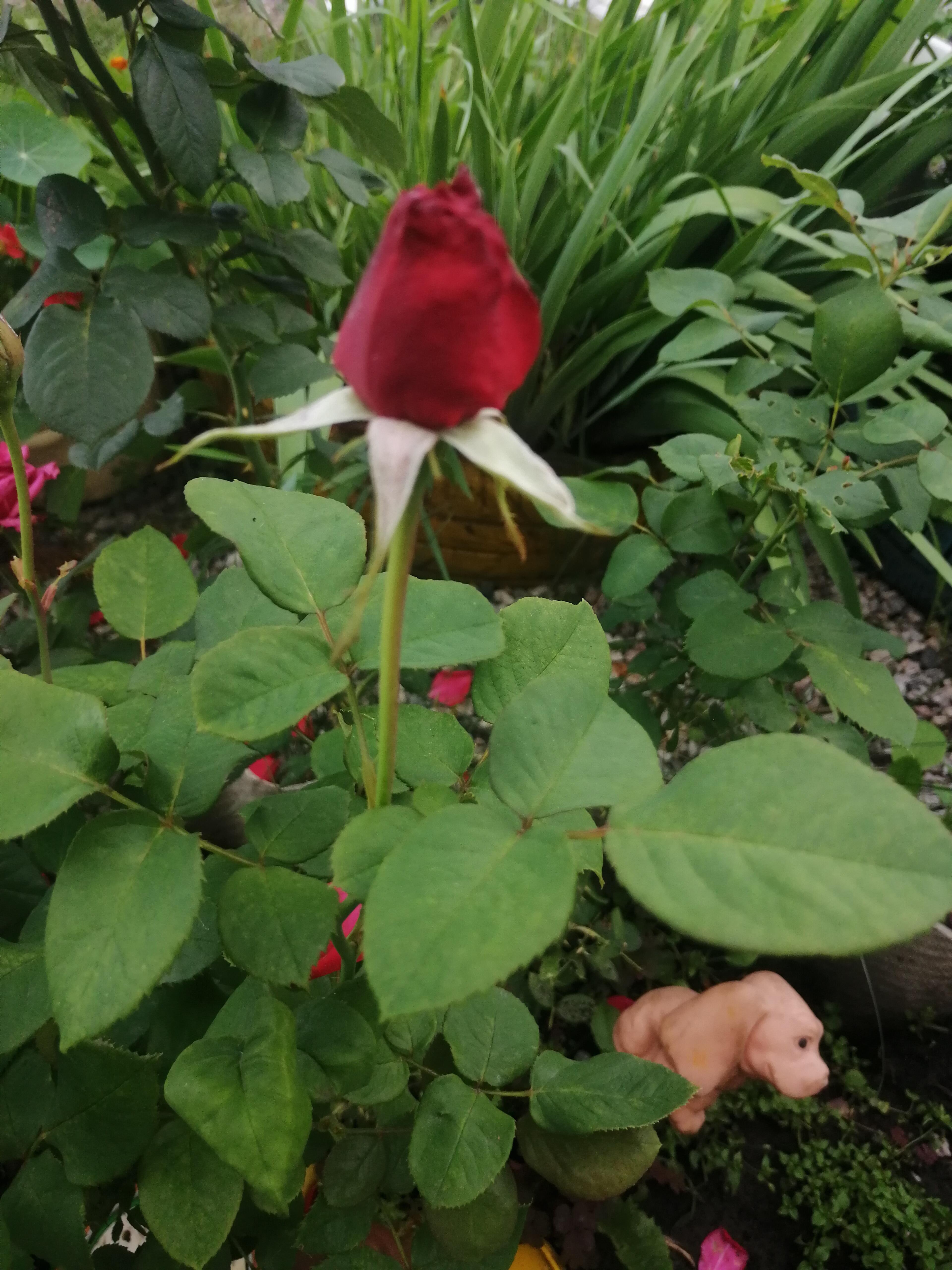 Рецензия Нейробука на мой стих Квантовая запутанность