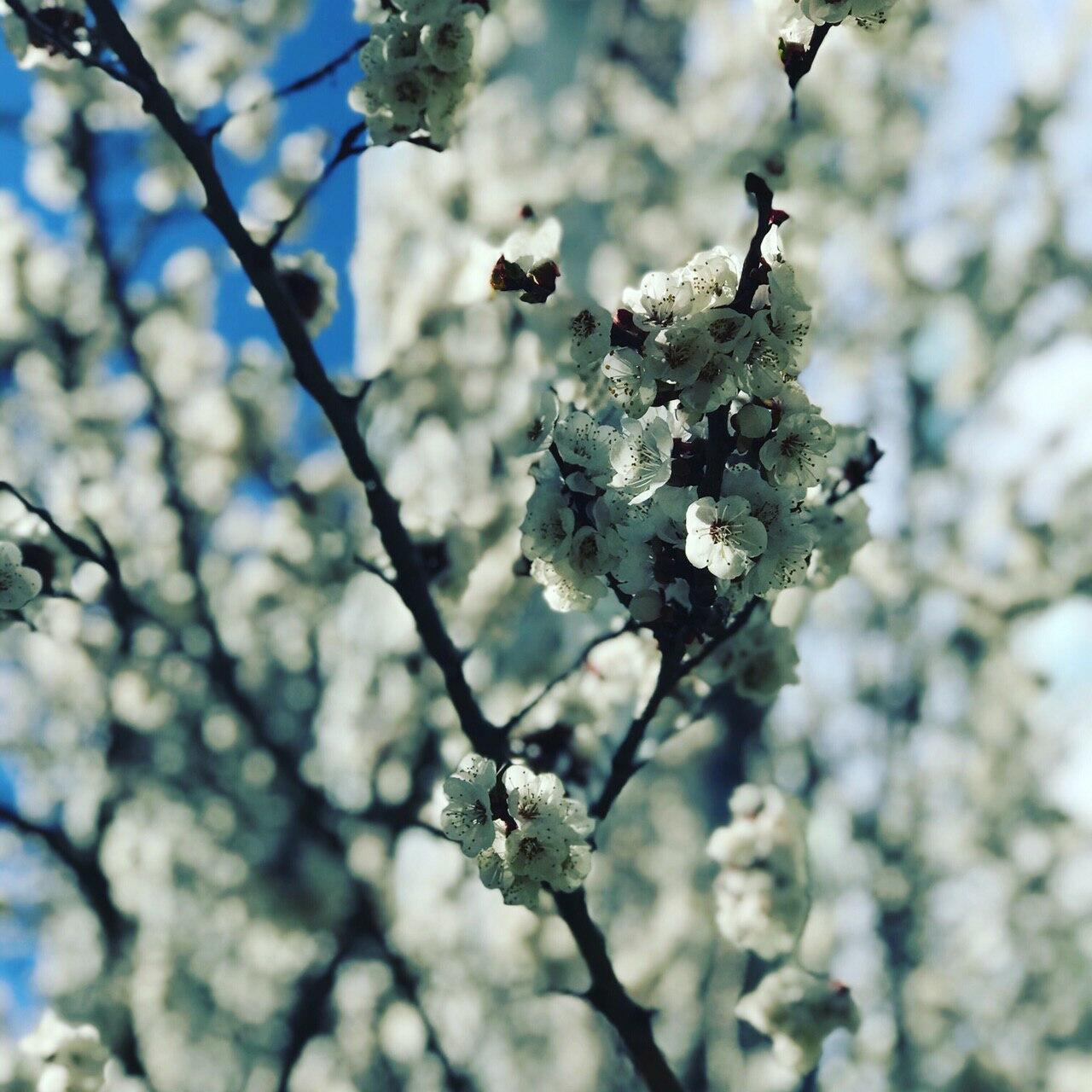 Без аллюзий