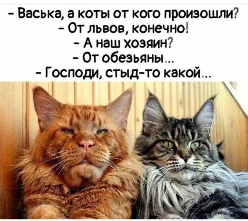 Без кота и пятница - не пятница :)