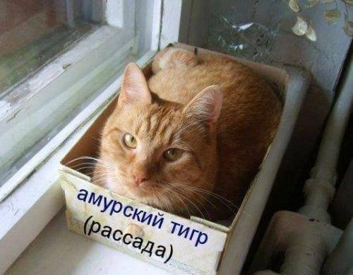 Хабаровские поседелки