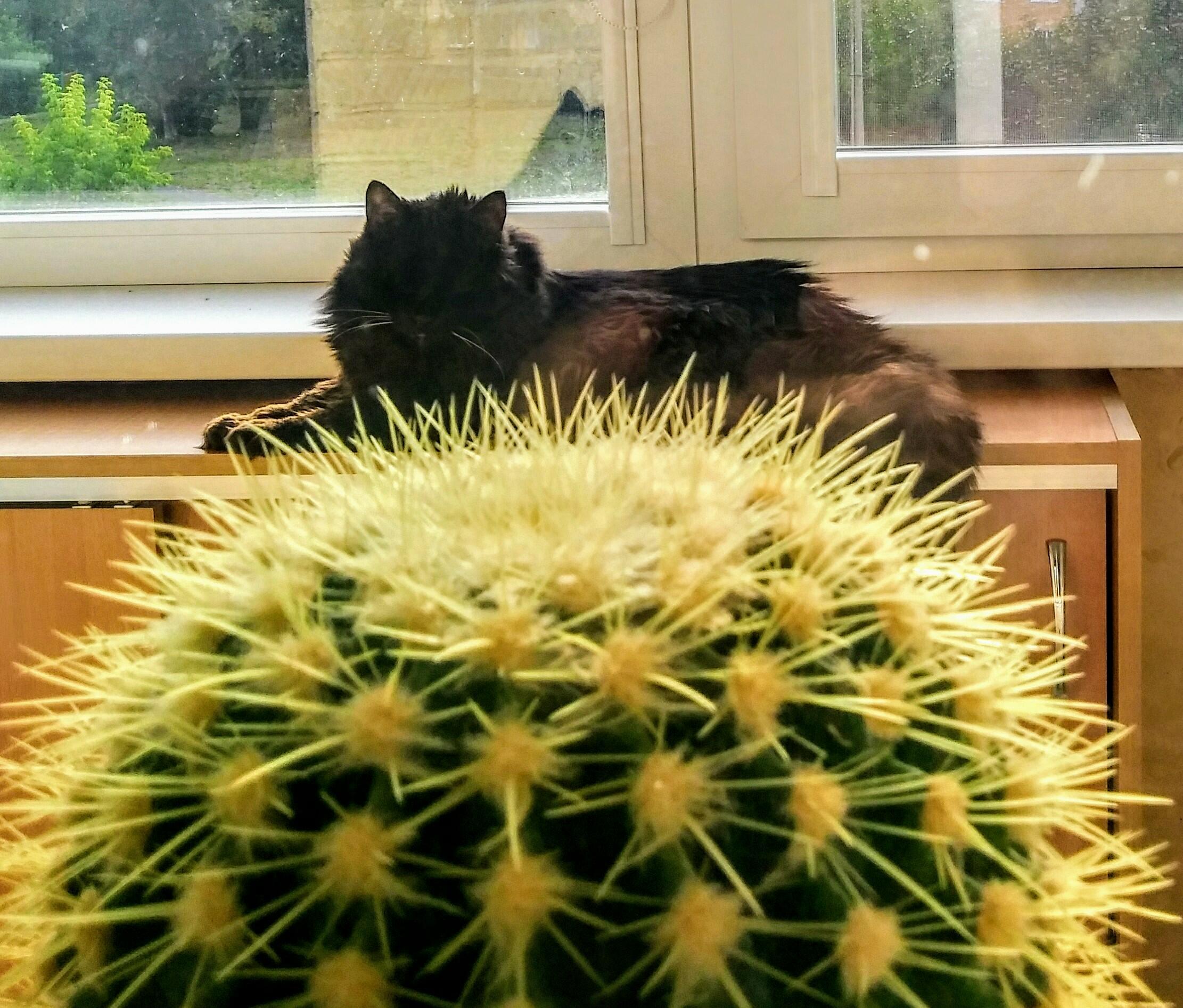 Кот и кактусы