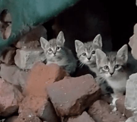 Свинья Грязи Найдет - часть II