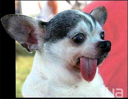 Осенний кубок