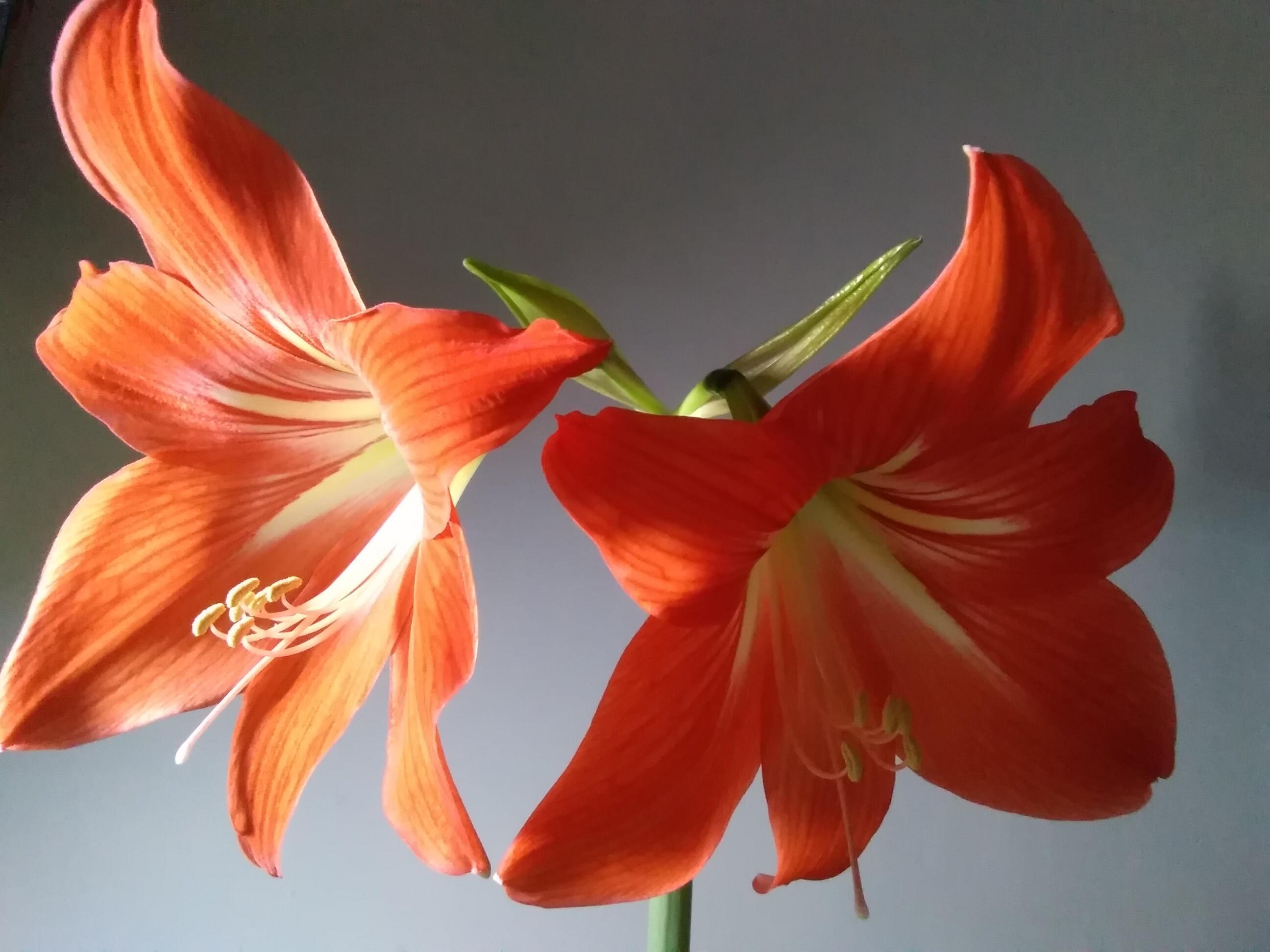 #ДВЕ ЗВЕЗДЫ...