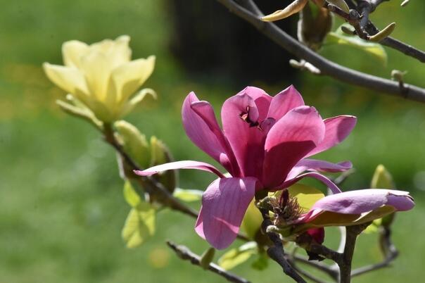 МАГНОЛИЯ ЦВЕТЁТ