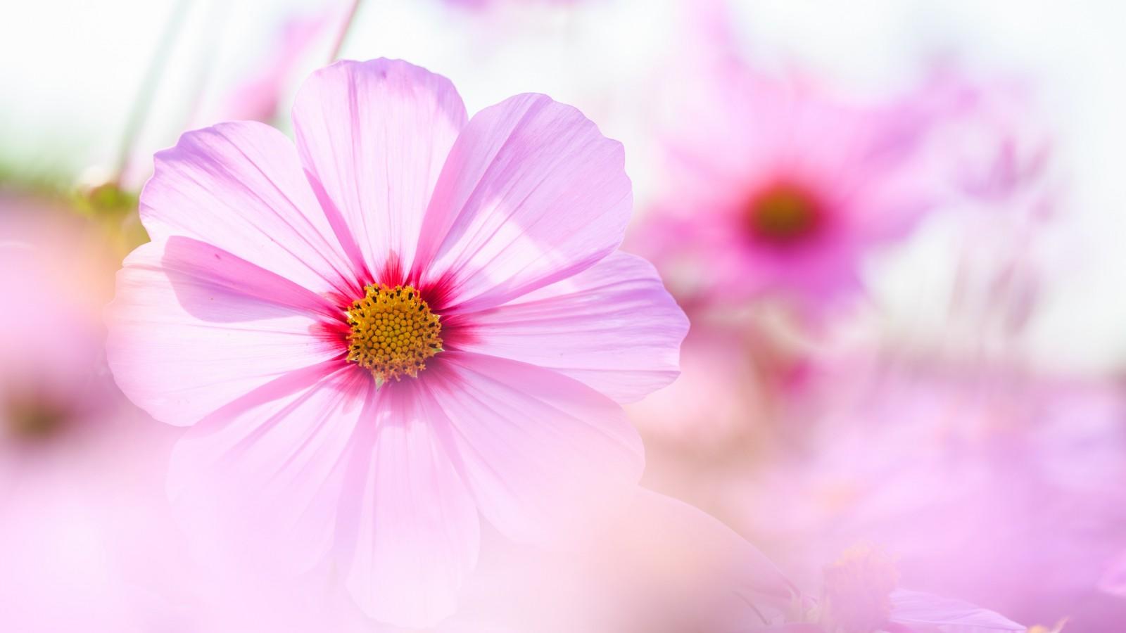 Время и мечта. (где же ты,крыса.).