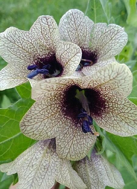 Опасная красота