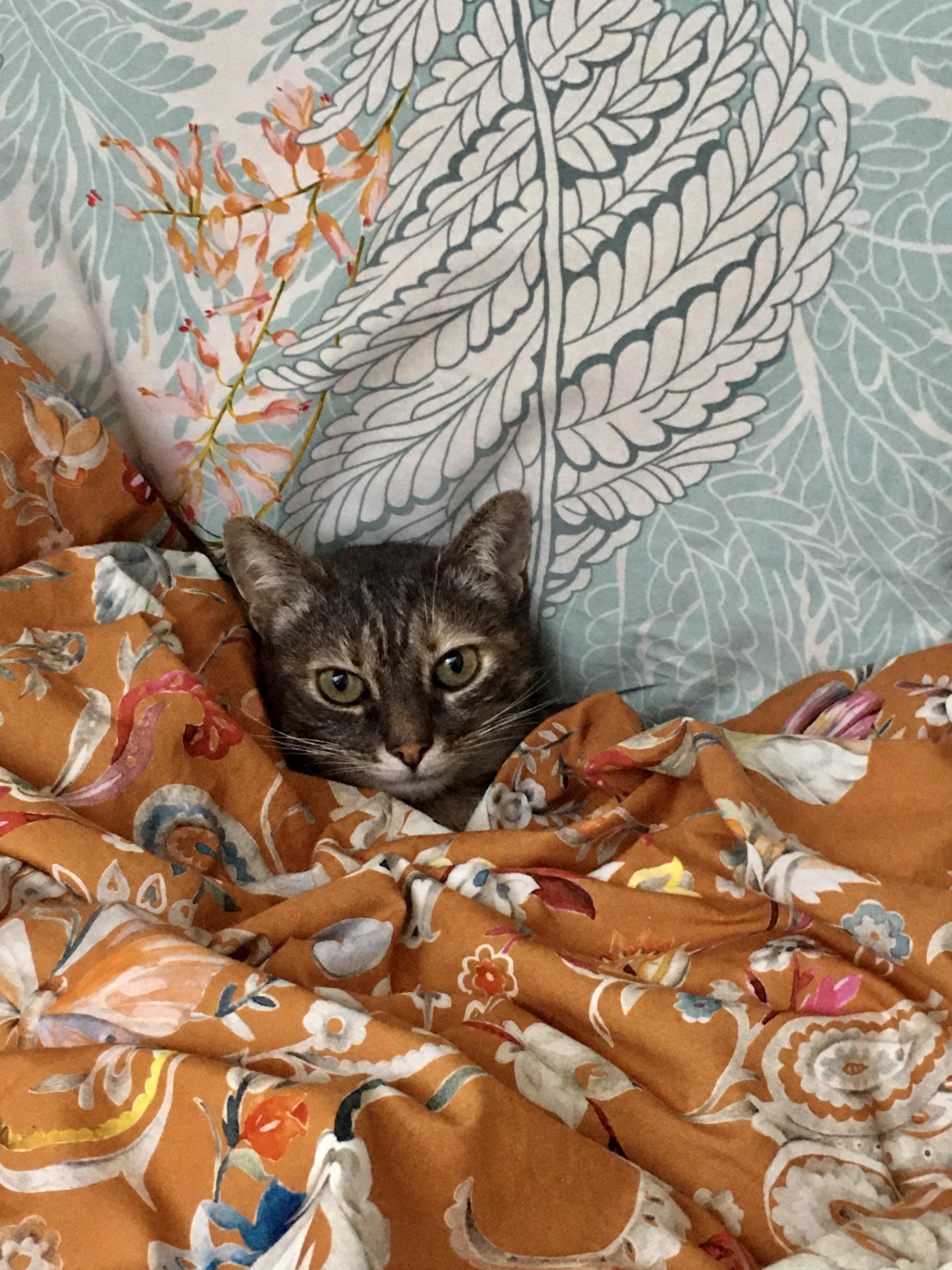 НЕМНОГО КОТИКОВ в ЛЕНТУ